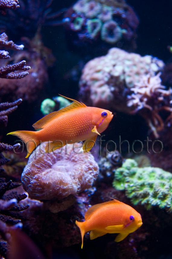 Pseudanthias squamipinnis 10