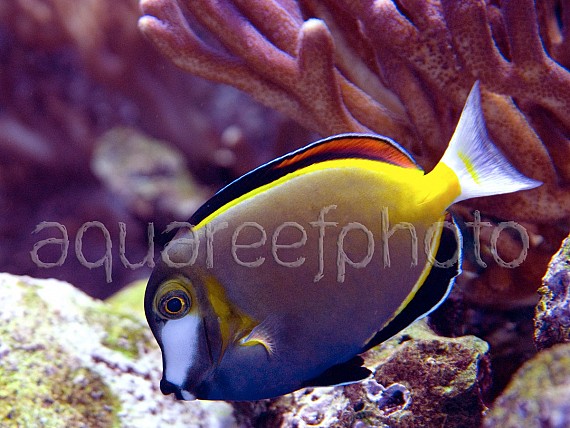 Acanthurus japonicus 01