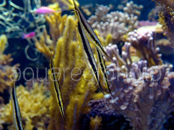 Aeoliscus strigatus 02