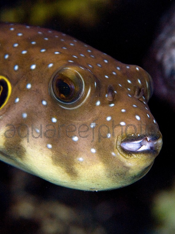 Arothron hispidus 02