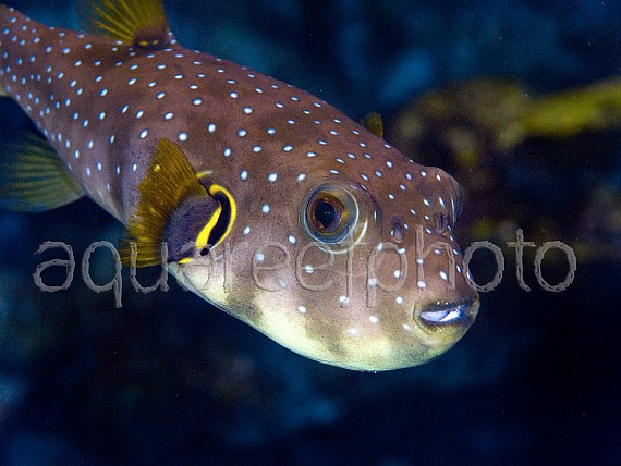 Arothron hispidus 01