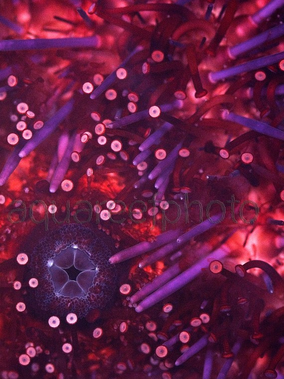 Astropyga radiata 02