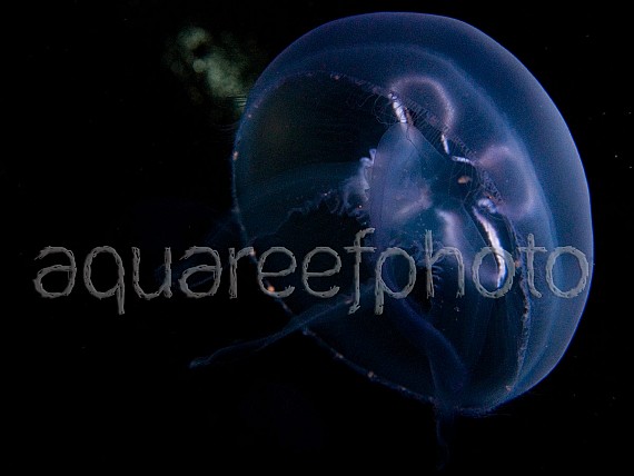 Aurelia aurita 01