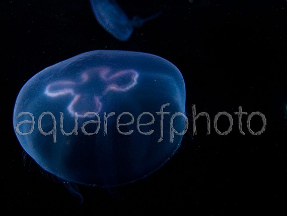 Aurelia aurita 02