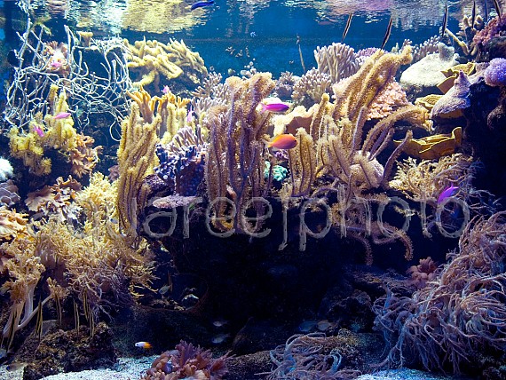 Aquascaping 01