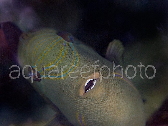 Melichthys indicus 01