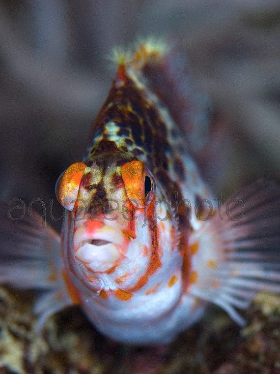 Cirrhitichthys falco 01