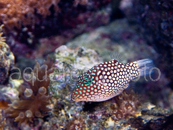 Canthigaster jactator 01