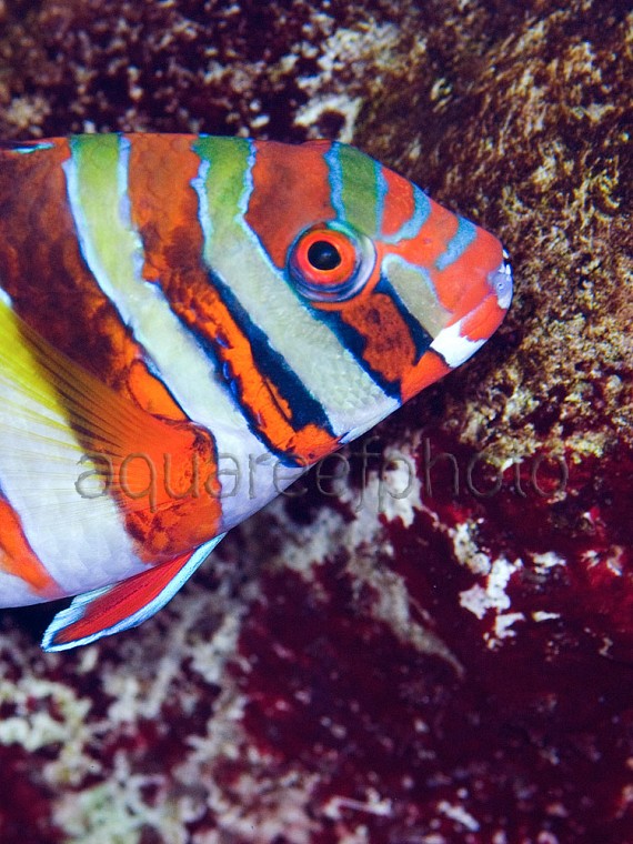 Choerodon fasciatus 01