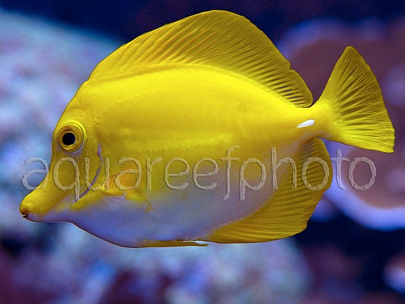 Zebrasoma flavescens 05