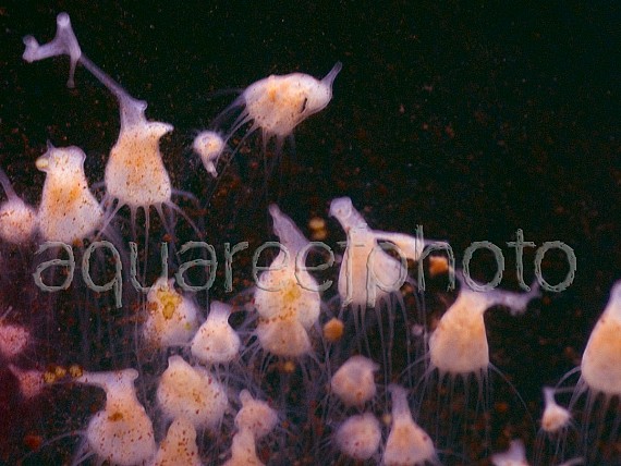 Scyphistome Aurelia aurita 01