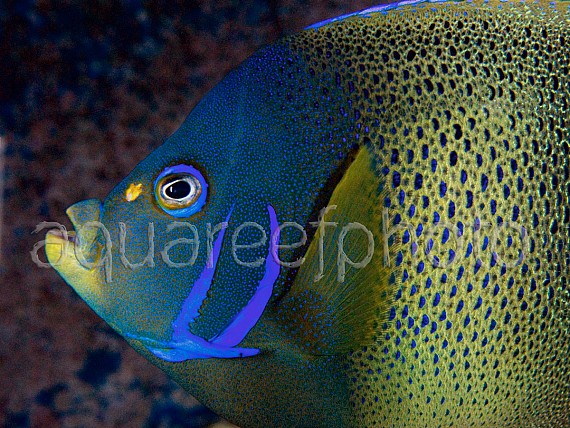 Pomacanthus semicirculatus 02
