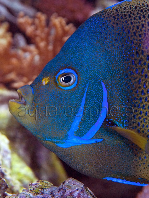 Pomacanthus semicirculatus 03