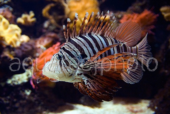 Pterois volitans 05