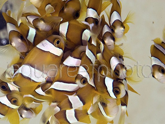 Amphiprion clarkii juveniles 01