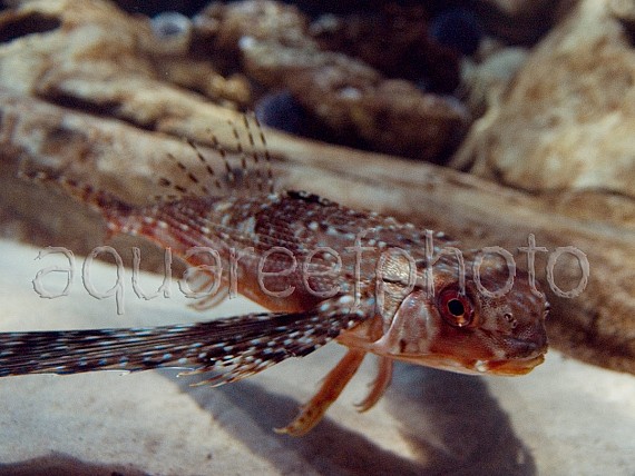 Dactyloptena orientalis 01