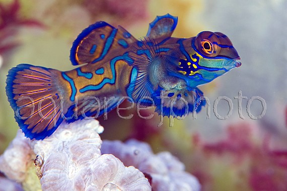 Synchiropus splendidus 17