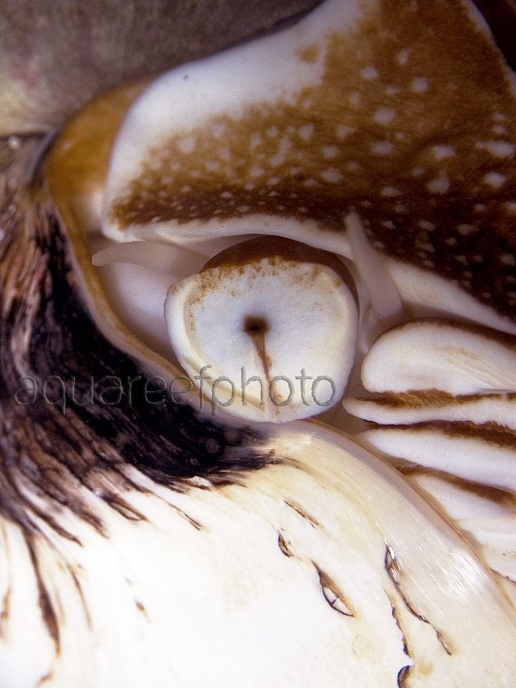 Nautilus pompilius 01