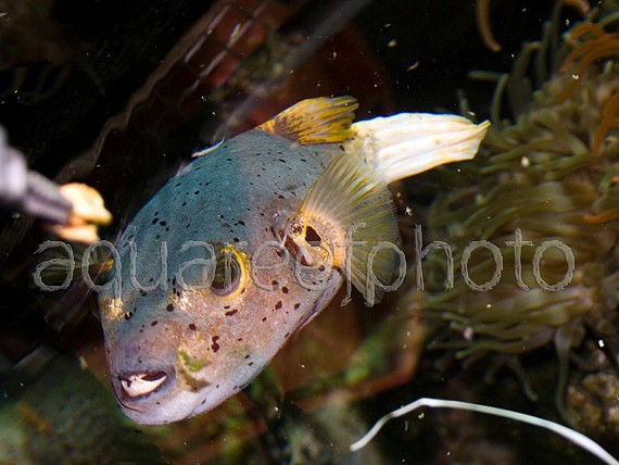 Arothron nigropunctatus 01