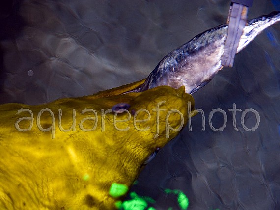 Gymnothorax funebris 01