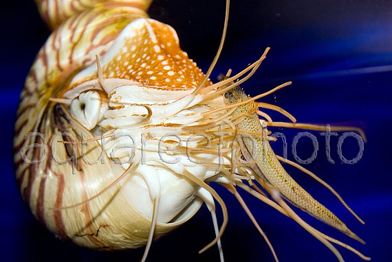 Nautilus pompilius 02