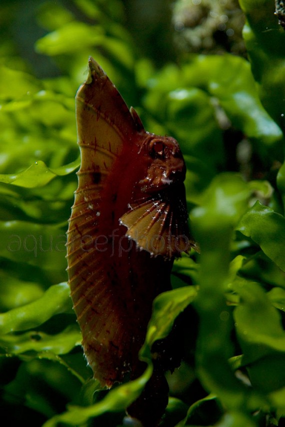 Ablabys taenianotus 02