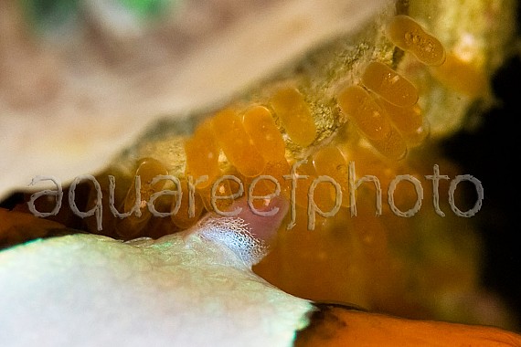 Amphiprion spawn 01