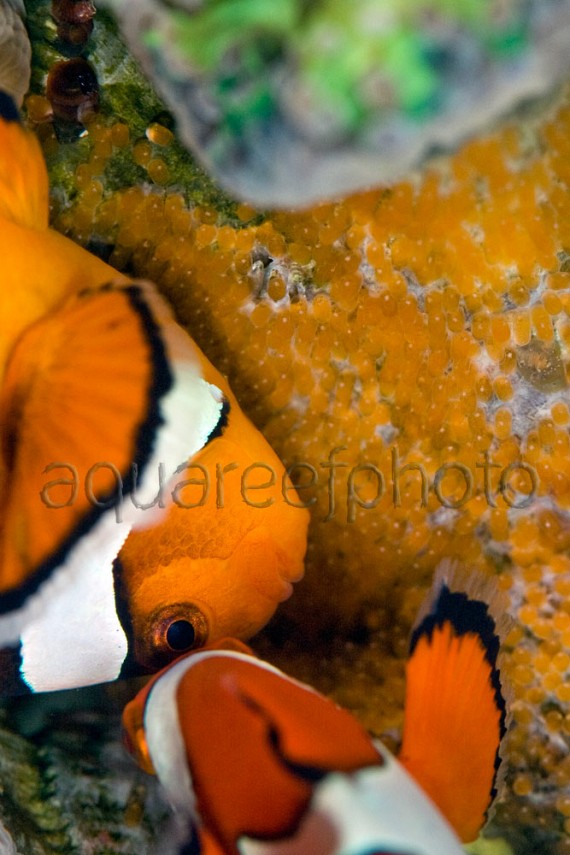 Amphiprion spawn 03