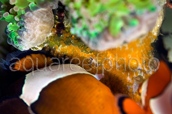 Amphiprion spawn 04