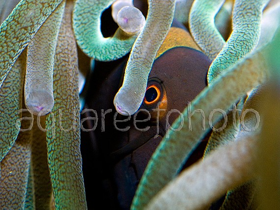 Premnas biaculeatus 03