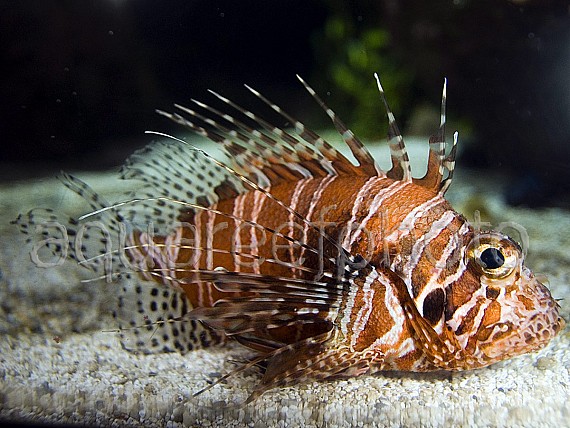 Pterois sphex 01