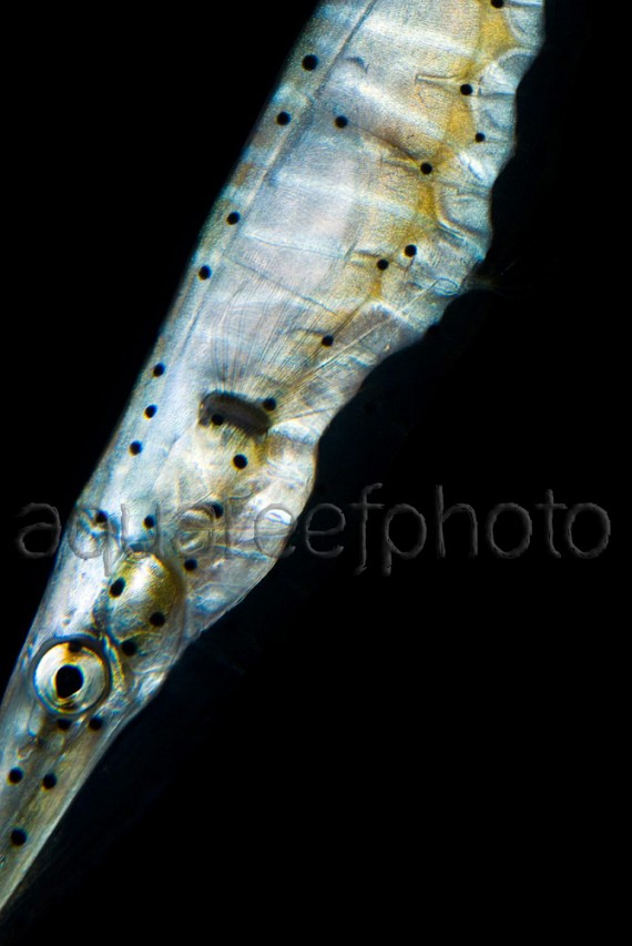 Aeoliscus punctulatus 01