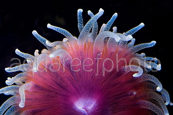 Rhizotrochus typus 02