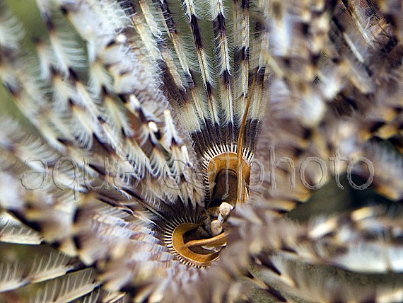 Sabellastarte magnifica 02