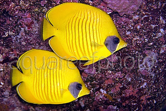 Chaetodon semilarvatus 01