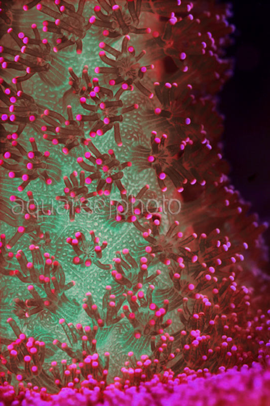 Stylophora pistillata 05