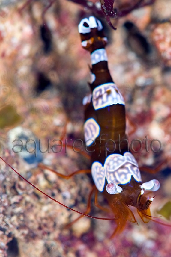 Thor amboinensis 03