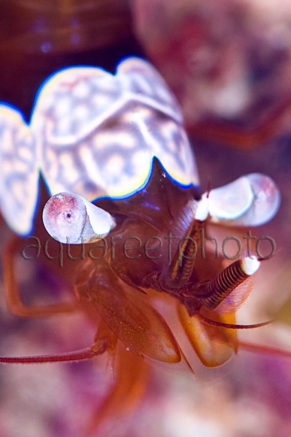 Thor amboinensis 04