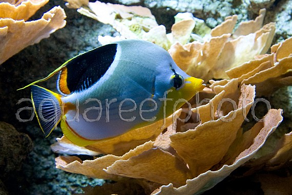 Chaetodon ephippium 01