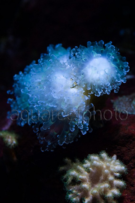Euphyllia paradivisa 02