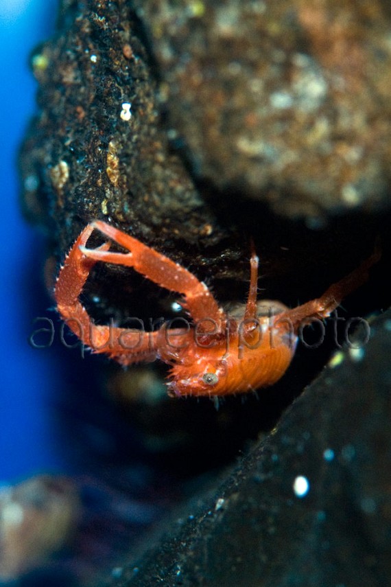 Galathea squamifera 01
