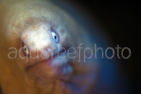 Gymnothorax griseus 02
