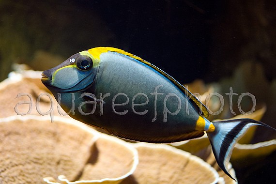 Naso elegans 03