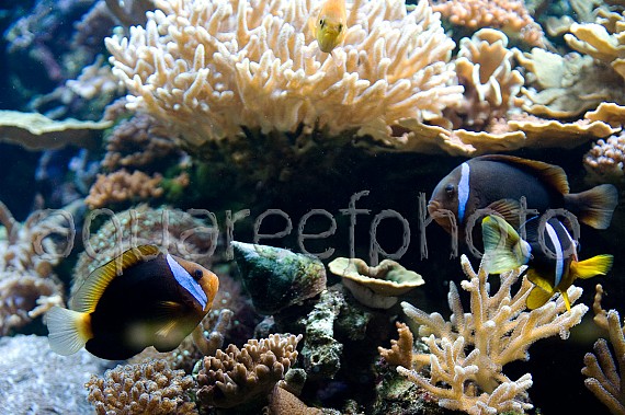 Amphiprion frenatus & A. clarkii