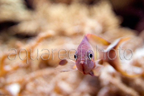 Pseudanthias squamipinnis 11