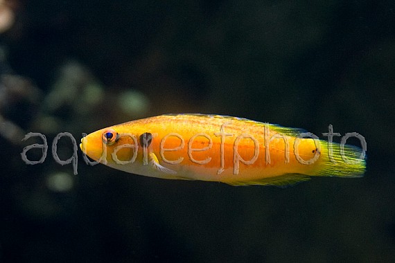 Bodianus bimaculatus 01