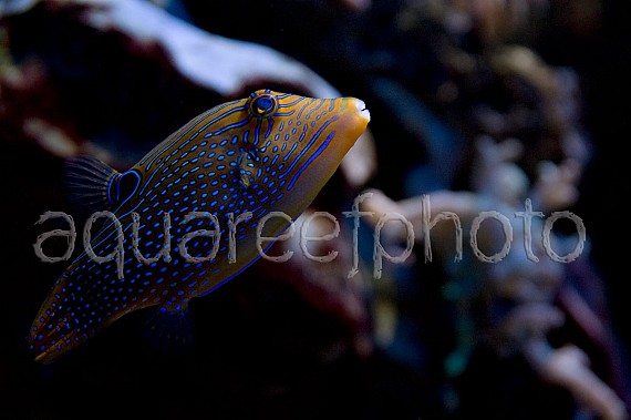 Canthigaster papua 01