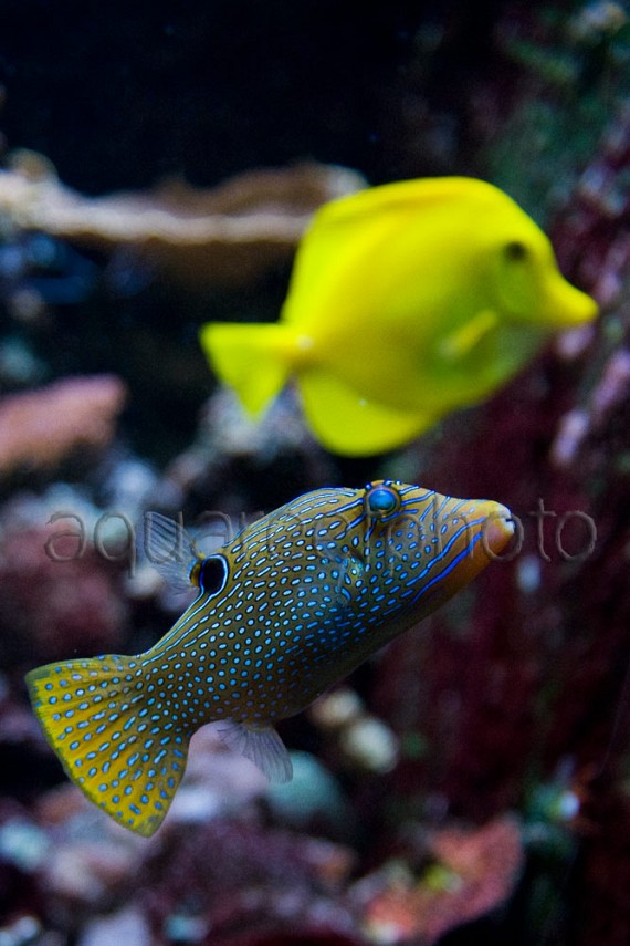 Canthigaster solandri 03