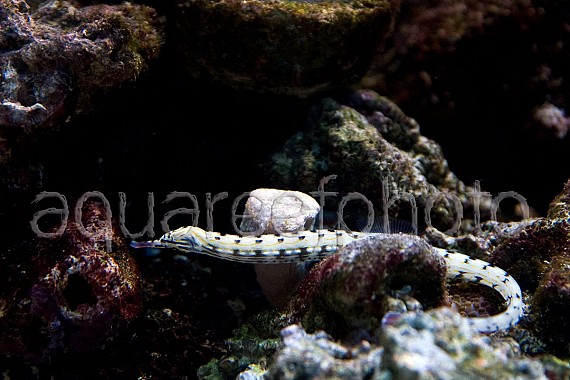Corythoichthys intestinalis 01