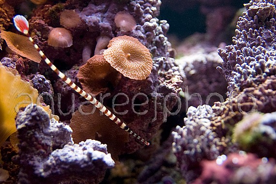 Doryrhamphus dactyliophorus 01